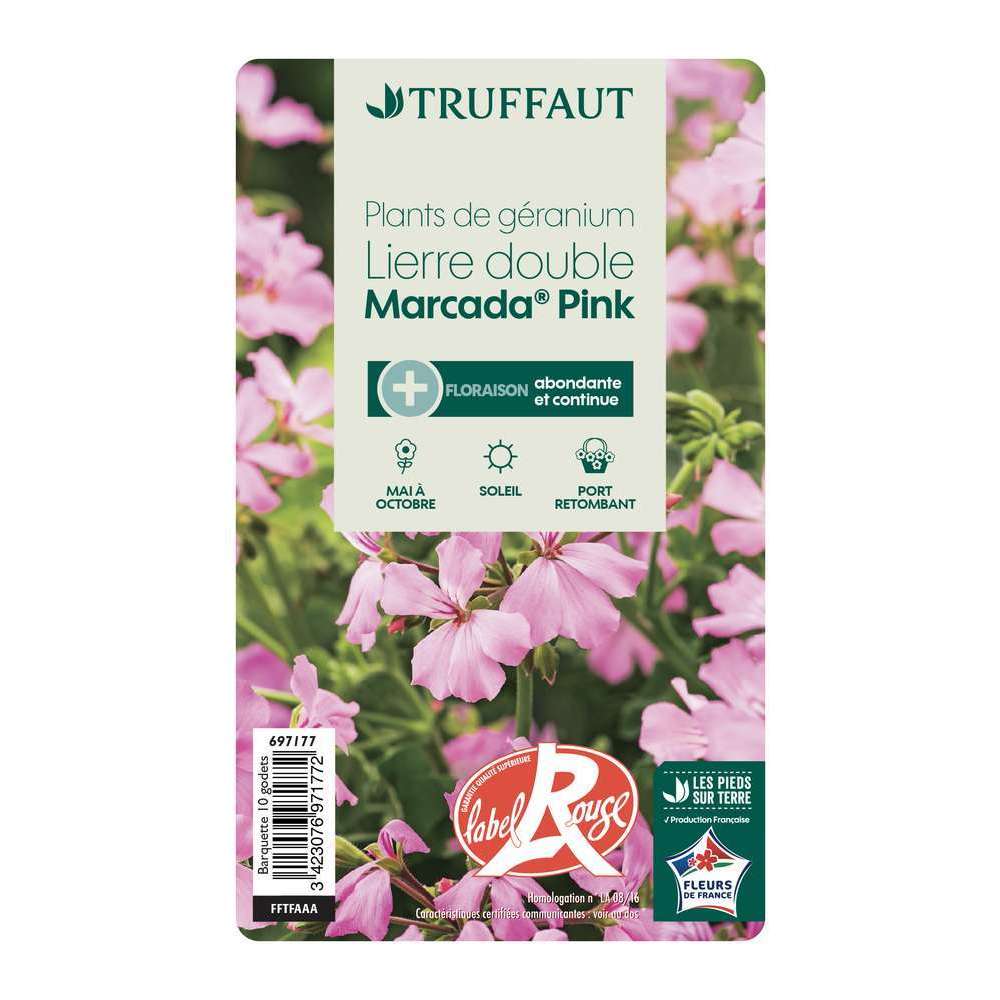  Géranium Lierre Double 'Marcada® Pink' Label Rouge : 10 Plants