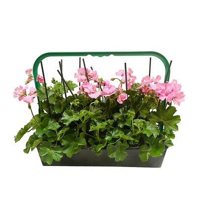  Géranium Lierre Double 'Marcada® Pink' Label Rouge : 10 Plants