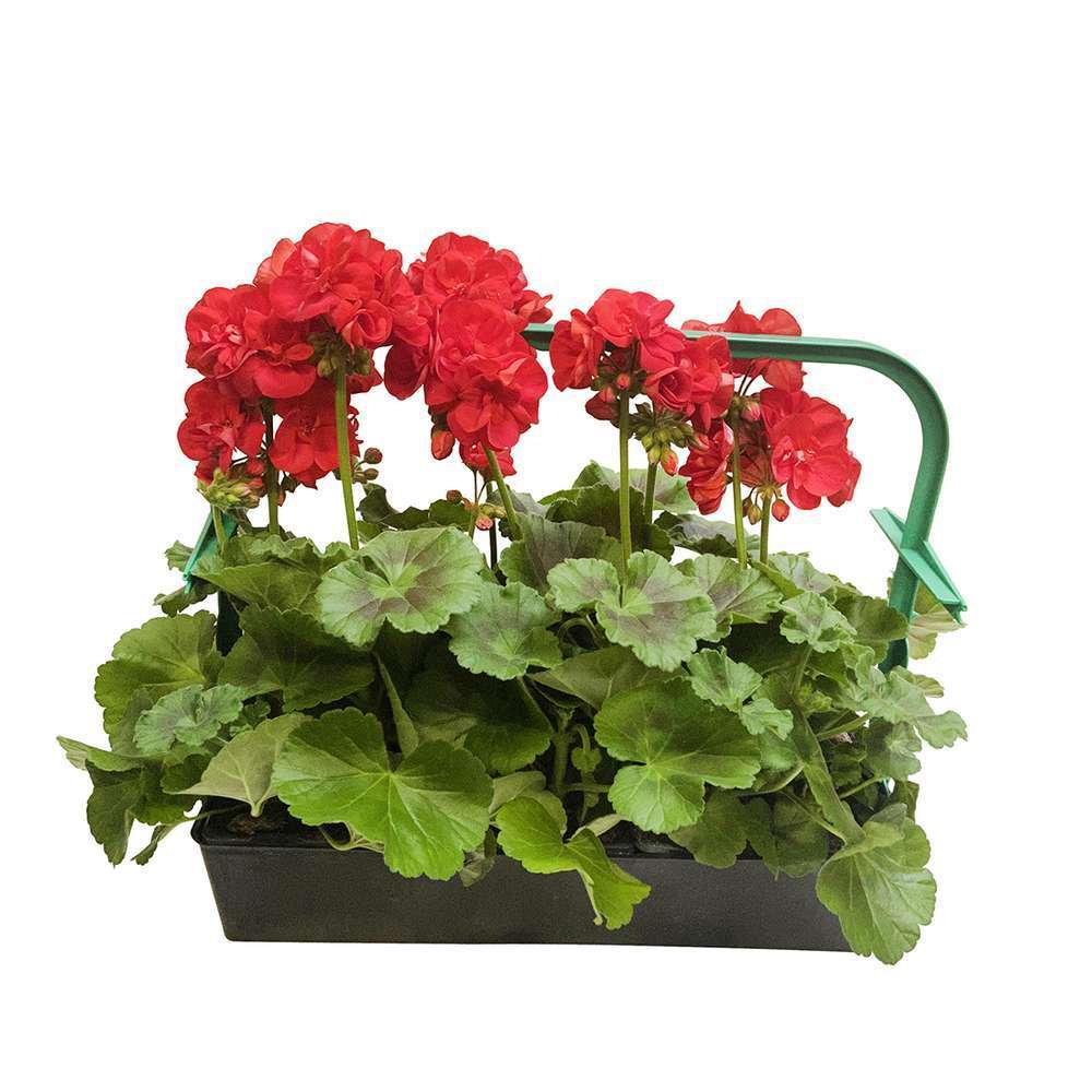  Géranium Zonale 'Sunrise® Fernando' Label Rouge : 10 Plants