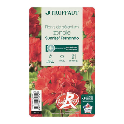  Géranium Zonale 'Sunrise® Fernando' Label Rouge : 10 Plants