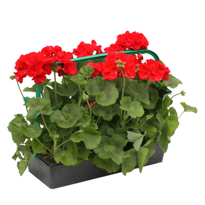  Géranium Zonale 'Sunrise® Fernando' Label Rouge : 10 Plants