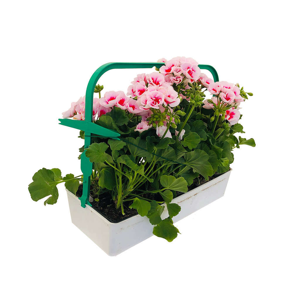  Géranium Zonale Americana® White Splash Improved'Label Rouge:10 Plants