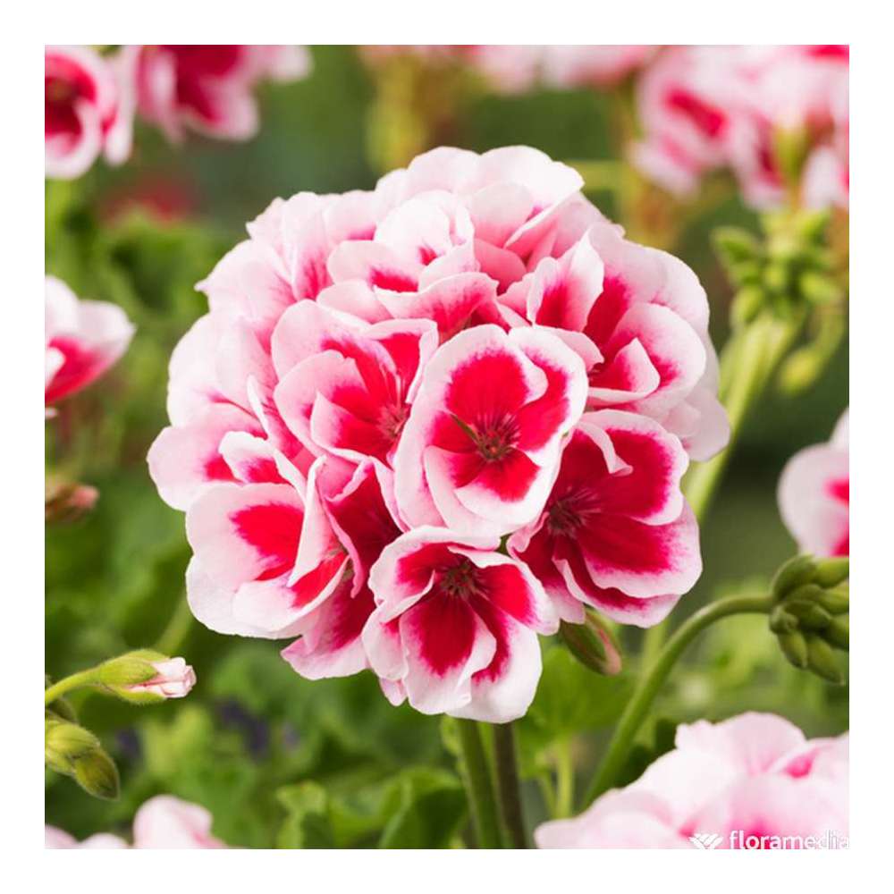  Géranium Zonale Americana® White Splash Improved'Label Rouge:10 Plants