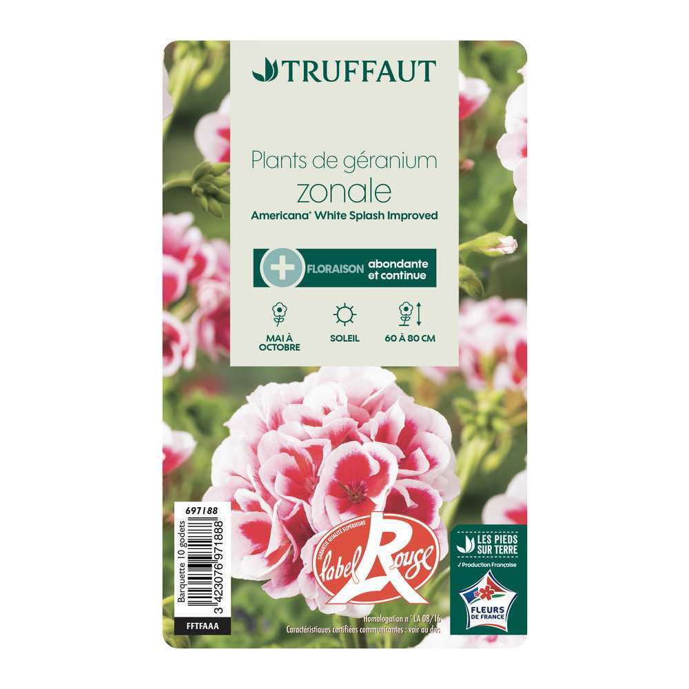  Géranium Zonale Americana® White Splash Improved'Label Rouge:10 Plants