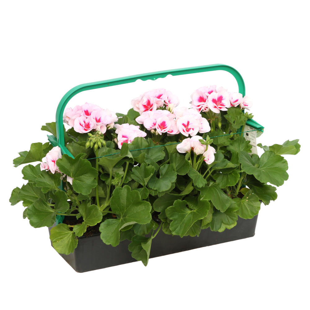  Géranium Zonale Americana® White Splash Improved'Label Rouge:10 Plants