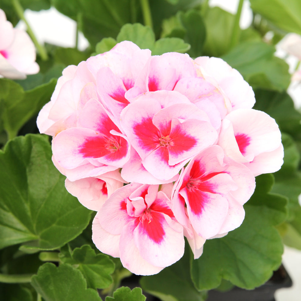  Géranium Zonale Americana® White Splash Improved'Label Rouge:10 Plants