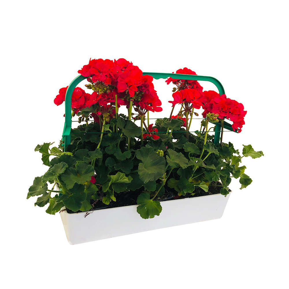  Géranium Zonale 'Tango® Neon Purple' Label Rouge : 10 Plants