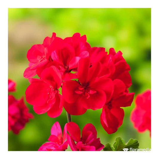  Géranium Zonale 'Tango® Neon Purple' Label Rouge : 10 Plants