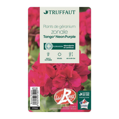  Géranium Zonale 'Tango® Neon Purple' Label Rouge : 10 Plants