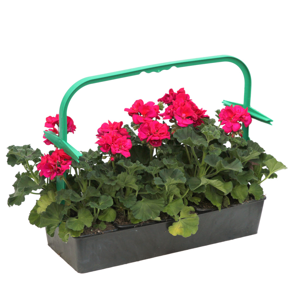  Géranium Zonale 'Tango® Neon Purple' Label Rouge : 10 Plants