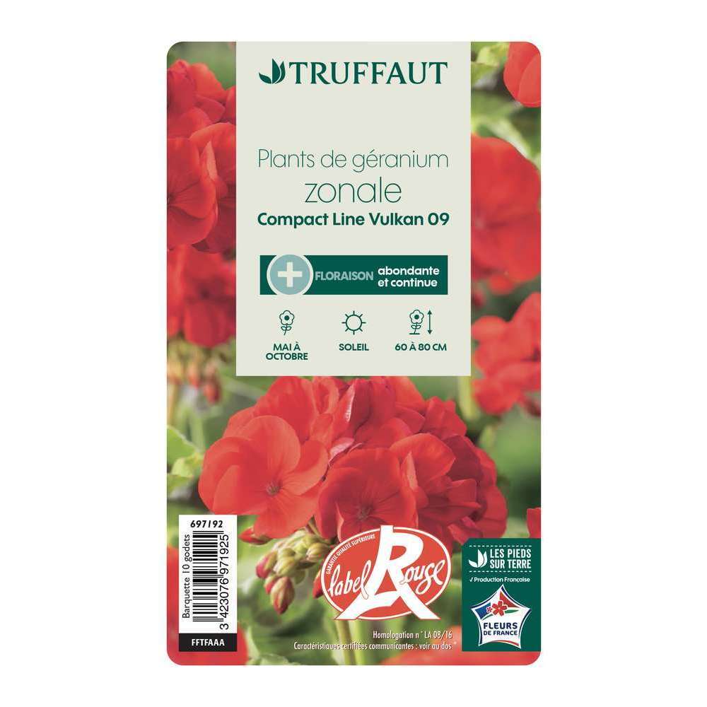  Géranium Zonale 'Compact Line Vulkan 09' Label Rouge : 10 Plants