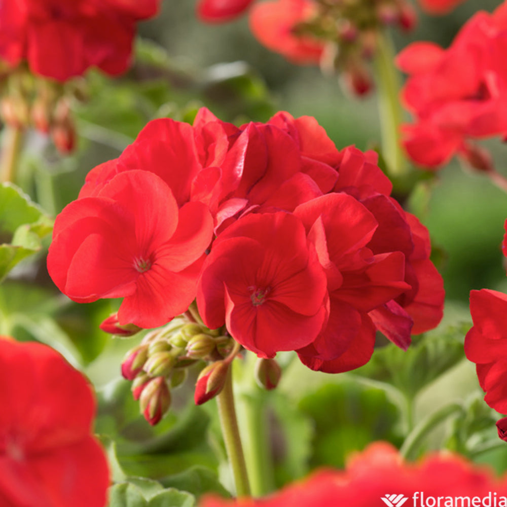  Géranium Zonale 'Compact Line Vulkan 09' Label Rouge : 10 Plants