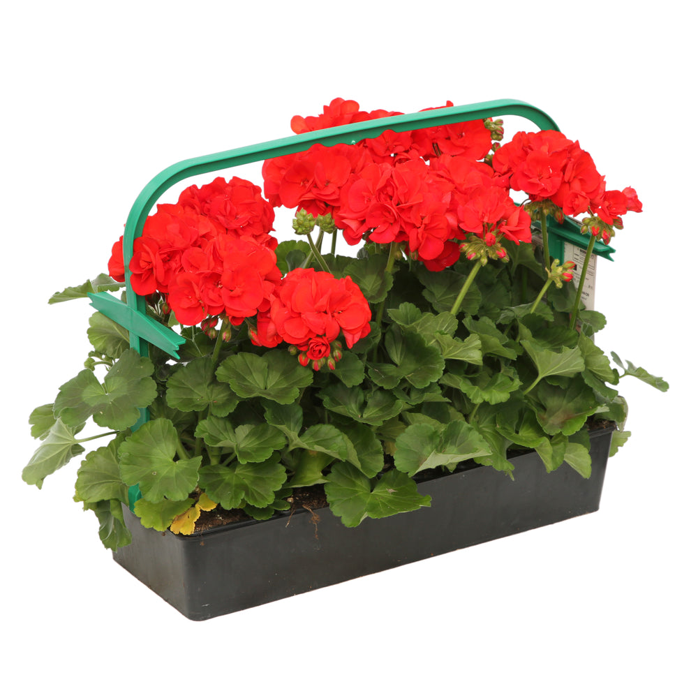  Géranium Zonale 'Compact Line Vulkan 09' Label Rouge : 10 Plants