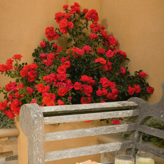  Rosier Arbustif Decorosier® Kadora® 'noa 83100 B'/[-]pot De 5l - 40/60 Cm