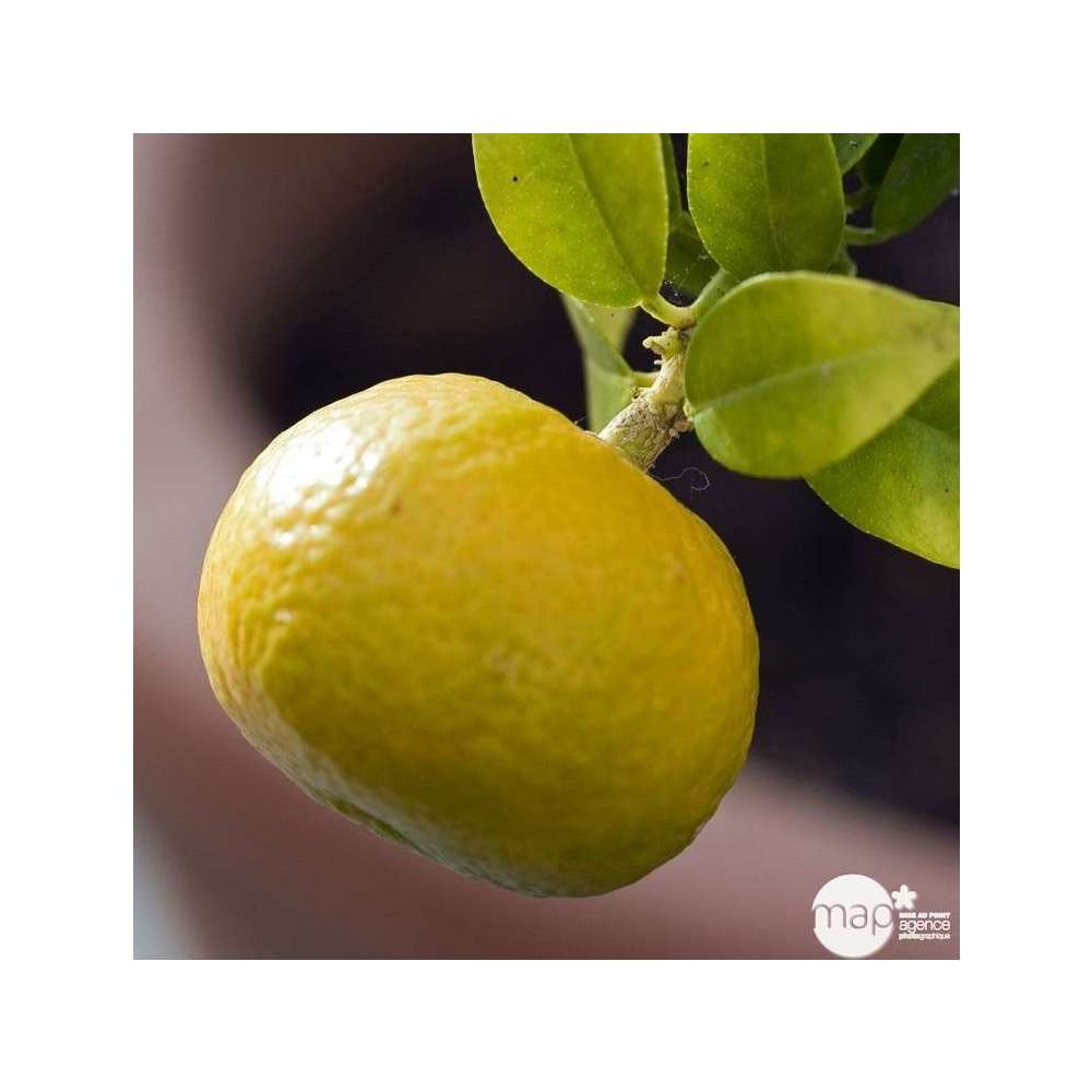  Mandarinier : C3L, Agriculture Biologique
