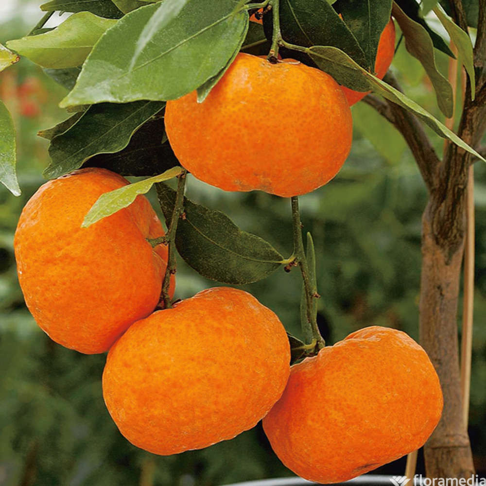  Mandarinier : C3L, Agriculture Biologique
