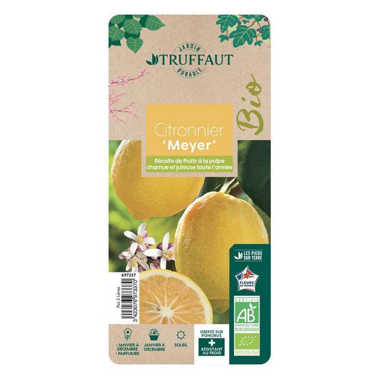  Citronnier X Meyer : AB C3L