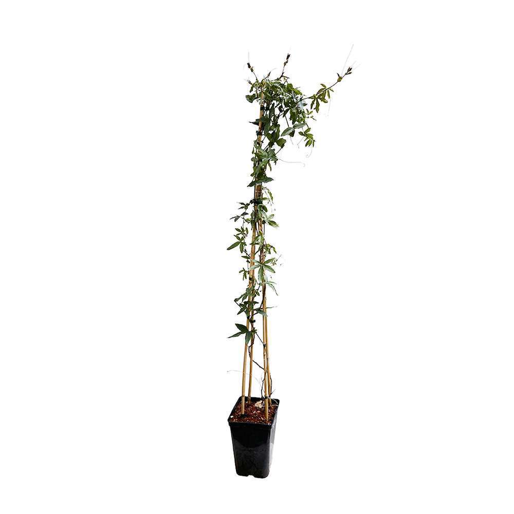  Passiflora Caerulea Truffaut : C6L