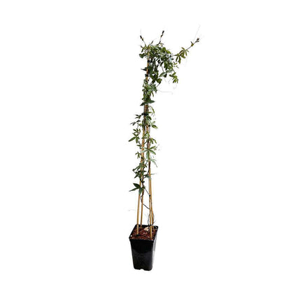  Passiflora Caerulea Truffaut : C6L