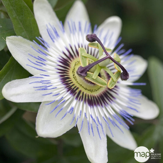  Passiflora Caerulea Truffaut : C6L