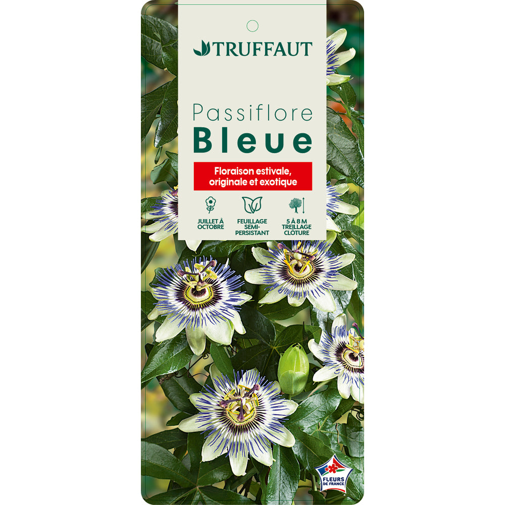  Passiflora Caerulea Truffaut : C6L