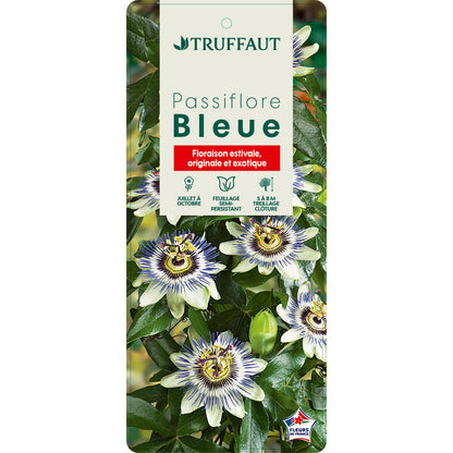  Passiflora Caerulea Truffaut : C6L
