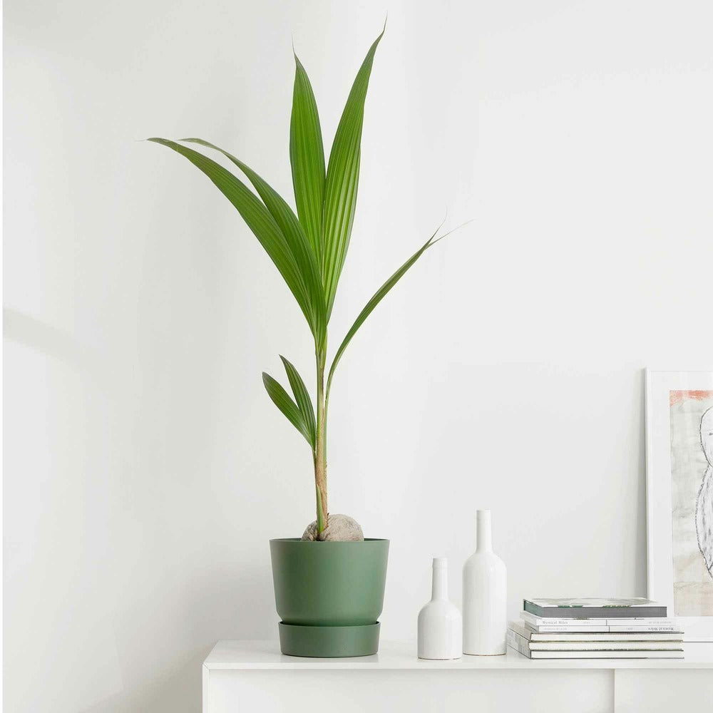  Cocotier D'intérieur - Le Pot / ø 19cm / Hauteur Livrée 110-120cm