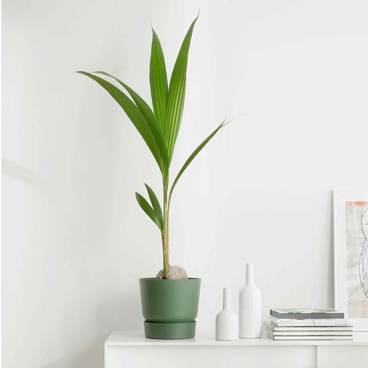  Cocotier D'intérieur - Le Pot / ø 19cm / Hauteur Livrée 110-120cm