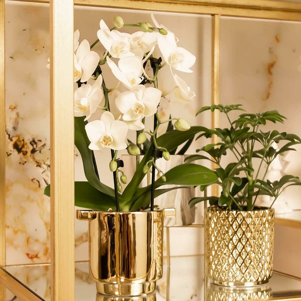  Orchidées Colibri | Orchidée Phalaenopsis Blanche - Niagara Fall - Pot 9cm | Plante D'intérieur En Fleurs - Fraîche Du Producteur