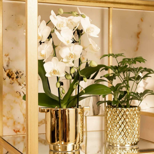  Orchidées Colibri | Orchidée Phalaenopsis Blanche - Niagara Fall - Pot 9cm | Plante D'intérieur En Fleurs - Fraîche Du Producteur