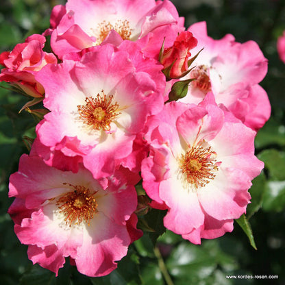  Kordes Nectar Rosier - Rosa 'dolomiti'