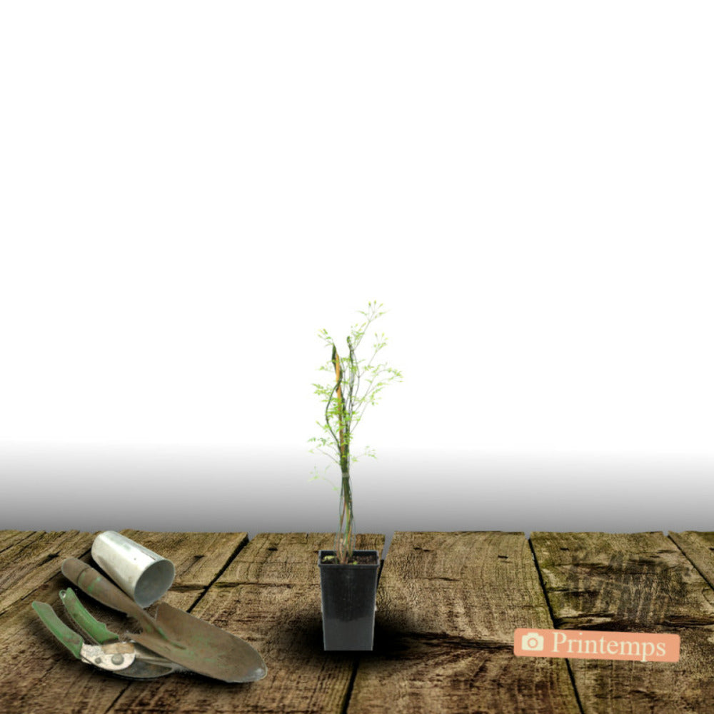  Jasmin Blanc Officinale/[-]pot De 1,5l - Tuteur Bambou 30/60 Cm