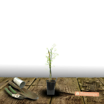  Jasmin Blanc Officinale/[-]pot De 1,5l - Tuteur Bambou 30/60 Cm