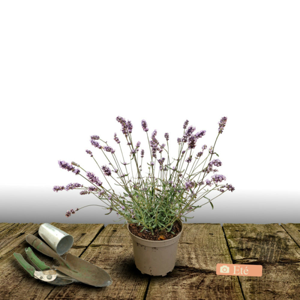  Lavande Edelweiss/[-]pot De 3l - 20/40 Cm