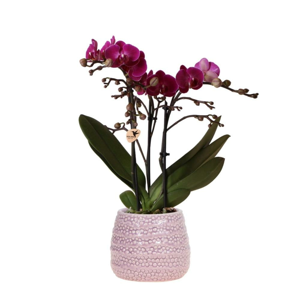  Orchidées Colibri | Orchidée Phalaenopsis Violette - Pot Décoratif Morelia + Dots Rose - Taille Du Pot 9cm - 45cm De Haut