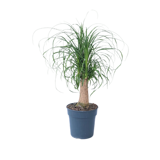  Pied D'éléphant - Beaucarnea 'recurvata' - Hauteur 60-70cm - ⌀21cm