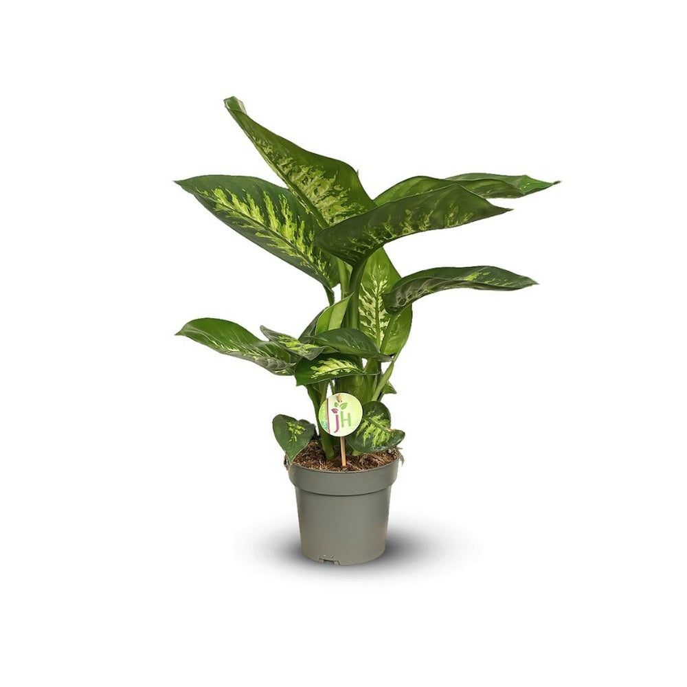  Dieffenbachia - Purificateur D'air - ↕ 60-70 Cm - ⌀ 17 Cm - Plante D'intérieur