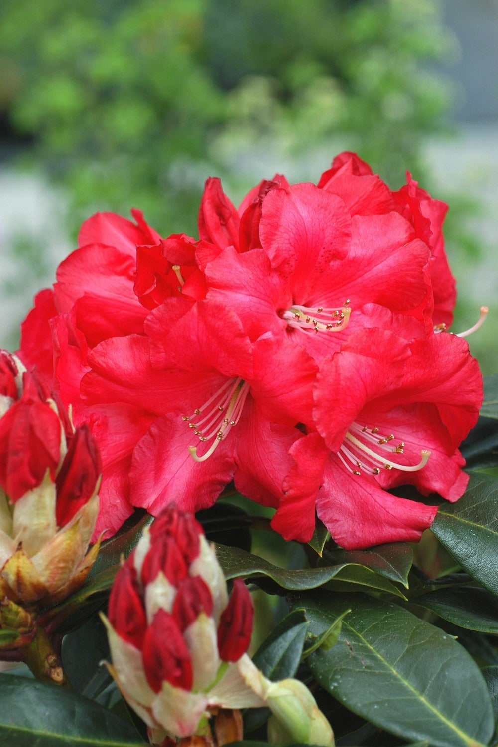  Rhododendron 'halfdan Lem' - En Pot De 5 Litres