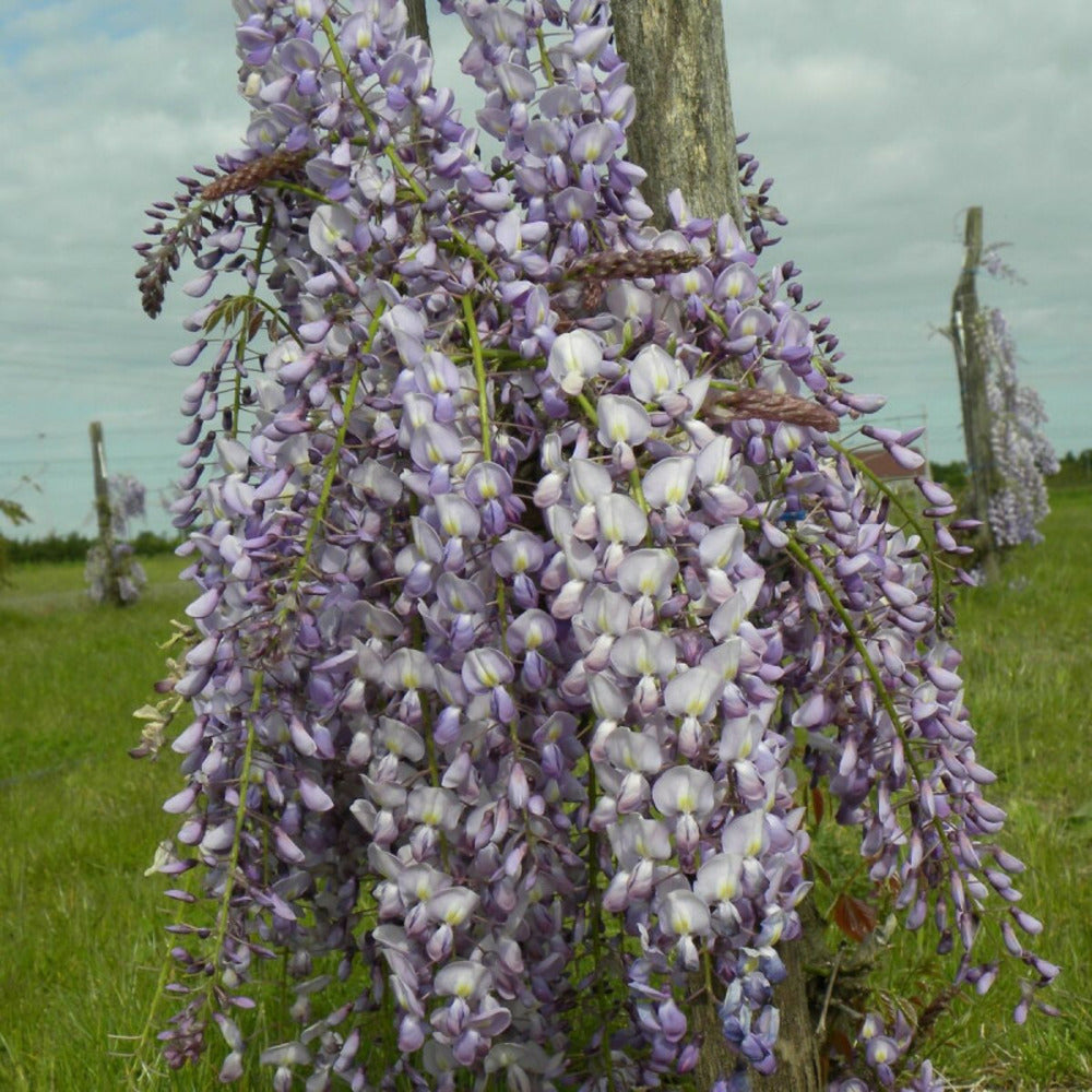  Glycine Du Japon Lawrence/[-]godet - 5/10 Cm
