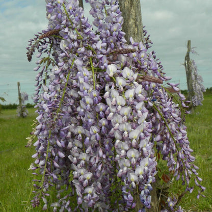  Glycine Du Japon Lawrence/[-]godet - 5/10 Cm