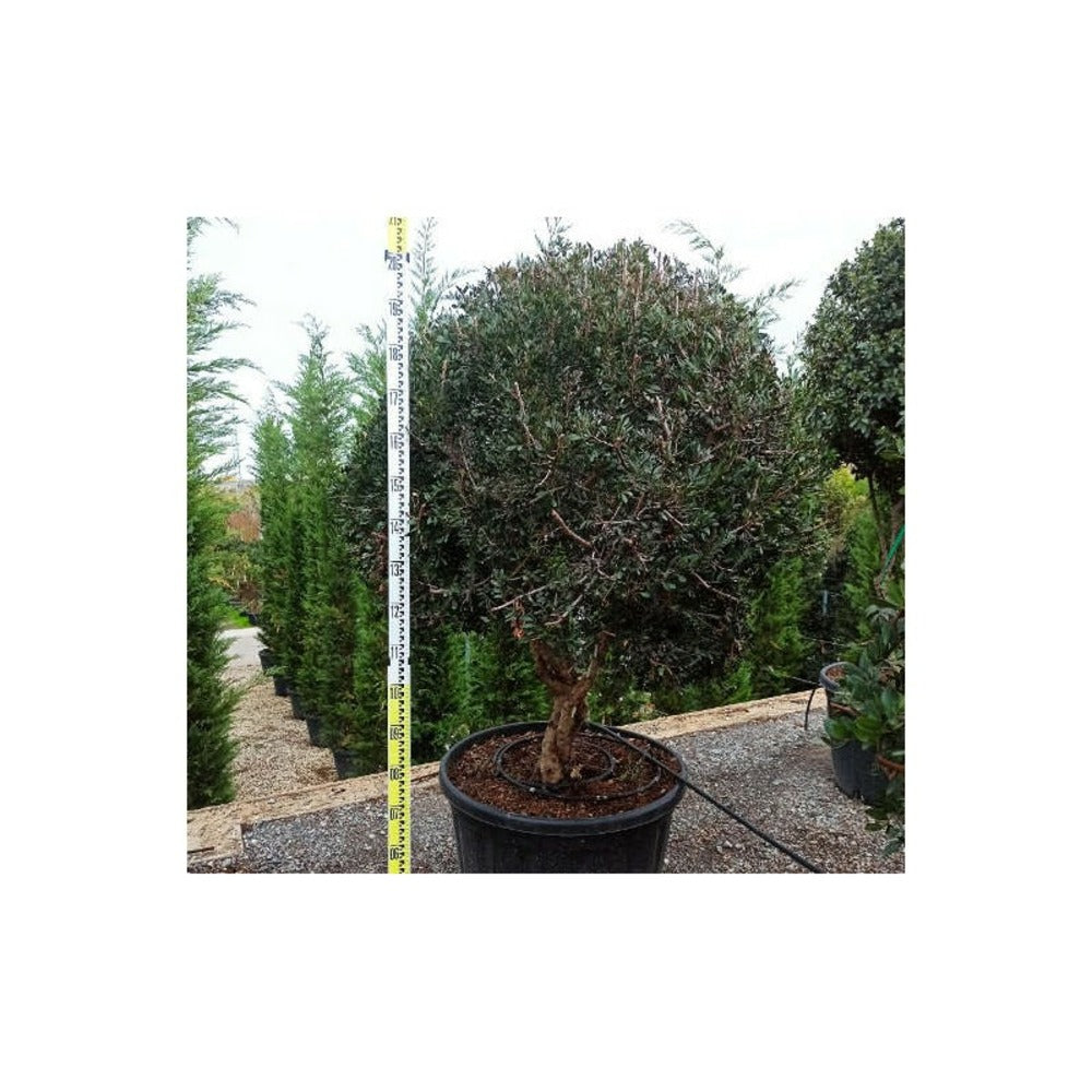 Pistacia Lentiscus Adulte (pistachier Lentisque, Arbre à Mastic) Pot De 250l 175/200cm