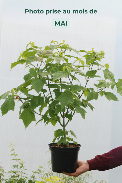  Érable à Peau De Serpent - En Pot De 3 Litres