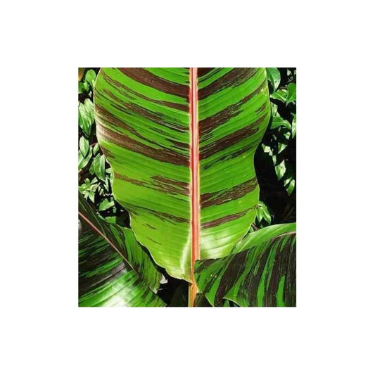  Bananier Musa Sikkimensis Cv. "red Tiger" (manipour) Pot De 2 Litres - 20/40 Cm