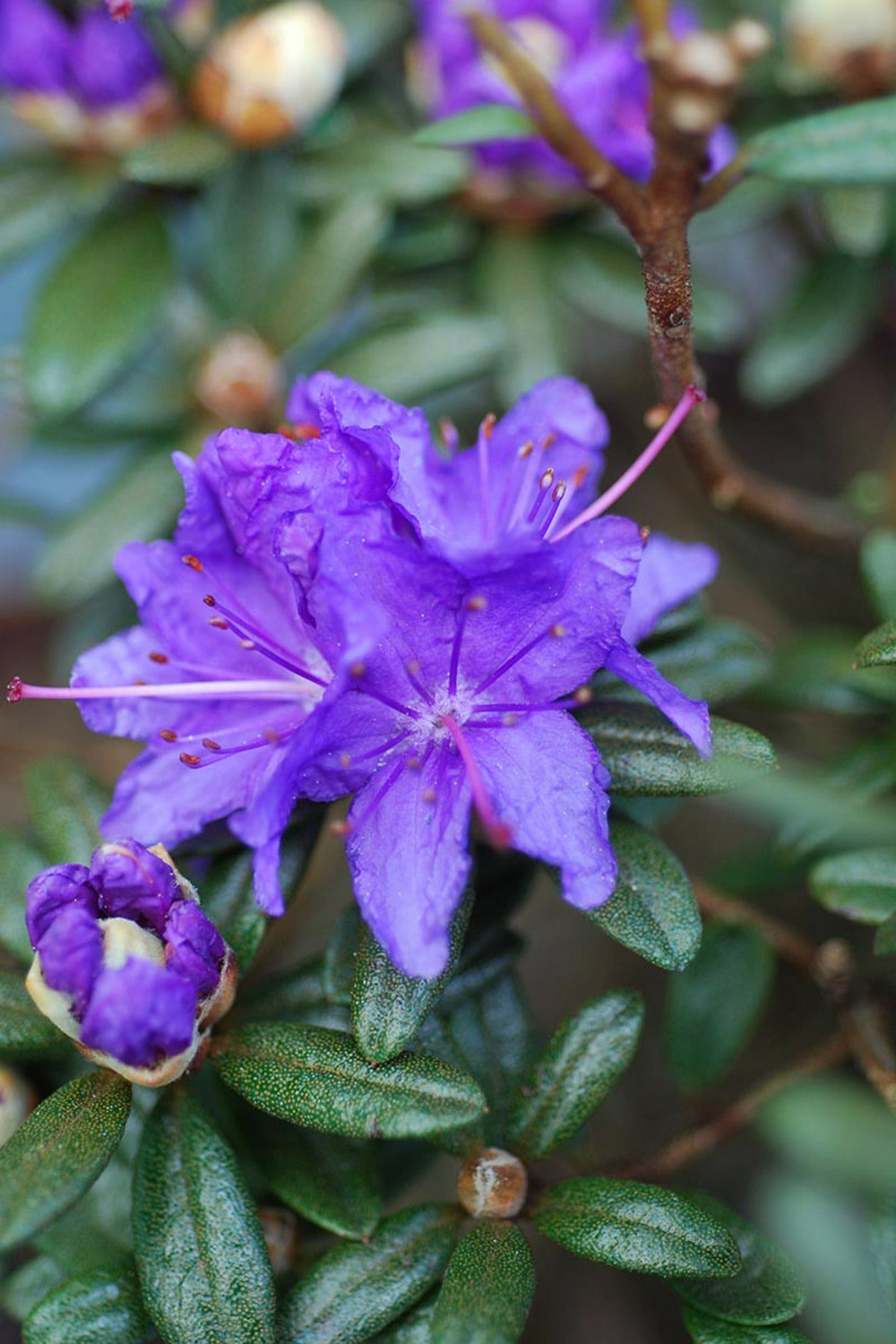  Rhododendron 'azurro' - En Pot De 4 Litres
