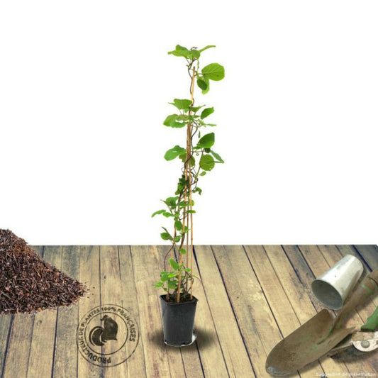  Kiwi Deliciosa 'herma' (autofertile)/[-]pot De 3l - Echelle Bambou 60/120 Cm