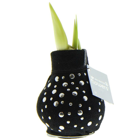  Bulbe D'amaryllis En Chaussette Moderne "fashion Streetlife" Nièces D'argent