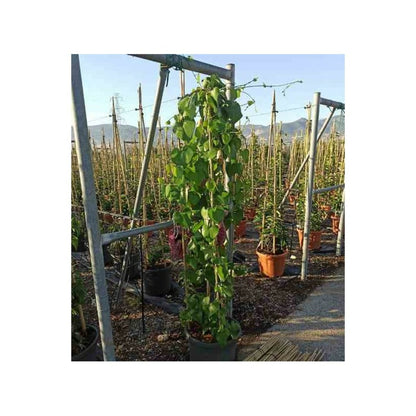  Aristolochia Gigantea (aristoloche) Pot De 3 Litres - 80/100 Cm - Couleur Floraison:violette Et Blanc