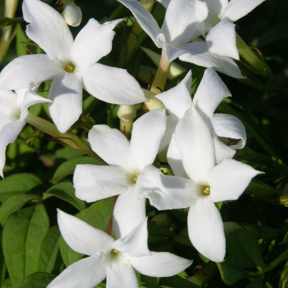 Jasmin Blanc Officinale/[-]pot De 1,5l - Tuteur Bambou 30/60 Cm