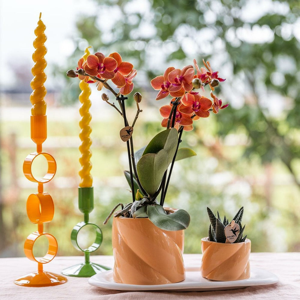  Orchidée Corail Et Succulente Avec Cache-pot Pêche Sur Plateau Blanc