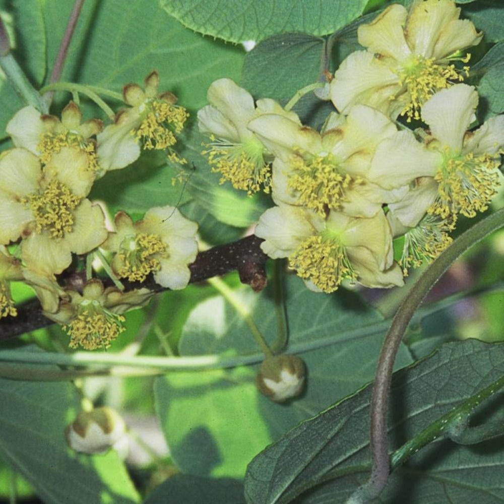  Kiwi Chinensis Tomuri (mâle)/[-]godet - 5/20 Cm